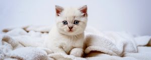 Кошачья капризность или проблемы с кормом: как форма гранул влияет на аппетит